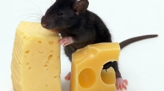 Je mogoče dati podgane mleko, sir in druge mlečne izdelke